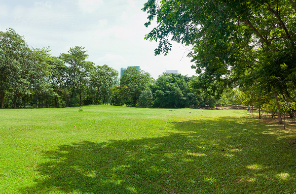 a beautiful lawn fertilized and looking very lush